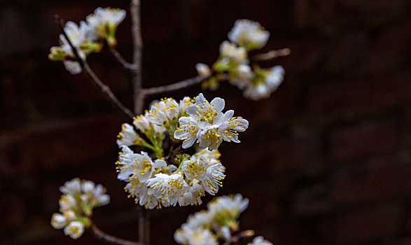 樱桃花