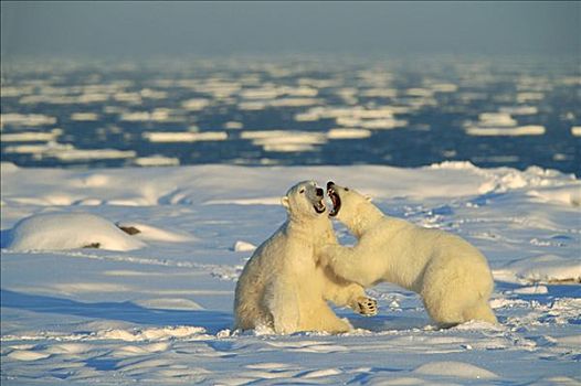 北极熊,哈得逊湾,加拿大