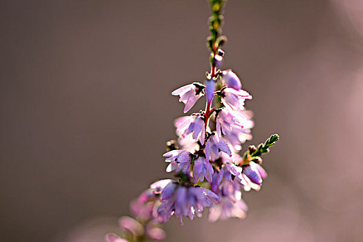 扫帚,石南花,花