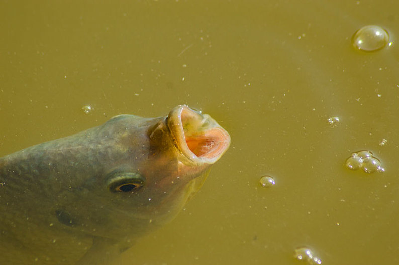 呼吸的鱼儿图片_呼吸的鱼儿高清图片_全景视觉