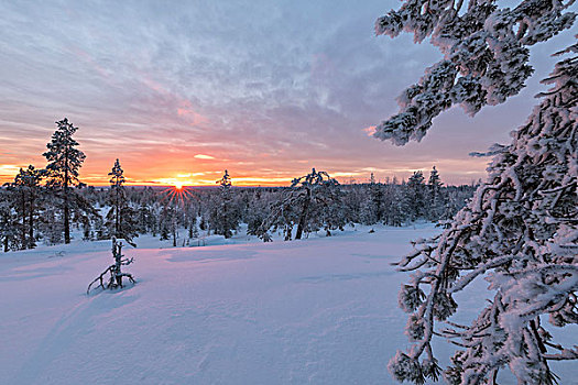 北极圈,日落,雪,木头,拉普兰,区域,芬兰,欧洲