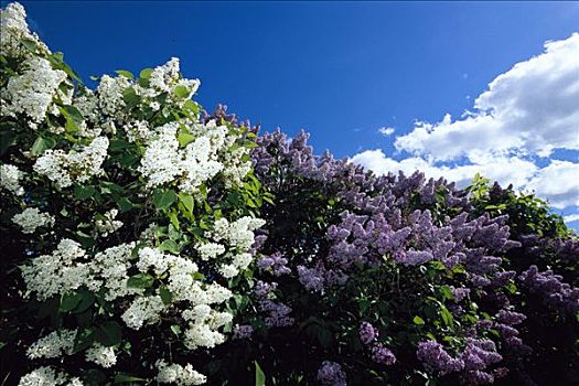 花,丁香,瑞典