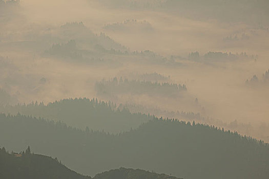 树林,早晨,雾气,奥地利,提洛尔