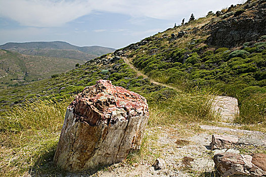 希腊,爱琴海岛屿,区域,石化,树林,木头