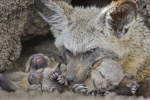 大耳狐,白天,老,幼仔,巢穴,马赛马拉国家保护区,肯尼亚
