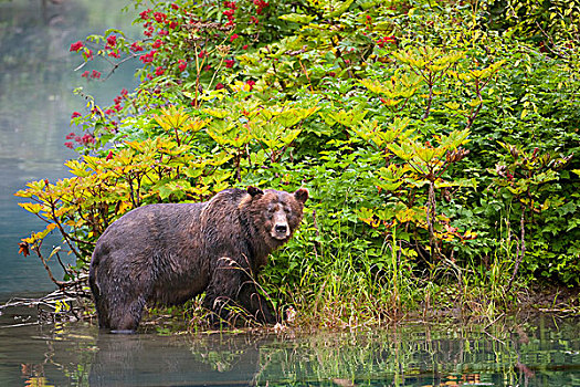 大灰熊,棕熊,吃,浆果,阿拉斯加,美国