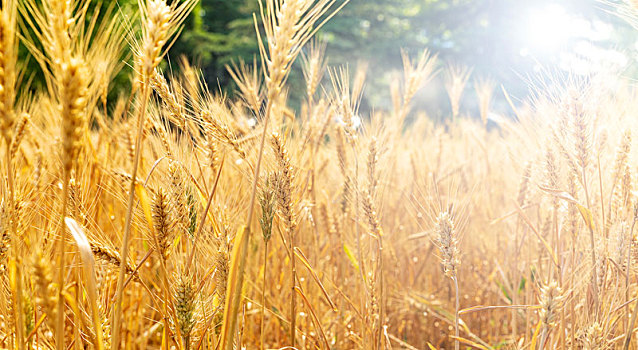 金黄的小麦在麦地里