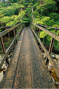 桥,树林,卡胡朗吉国家公园