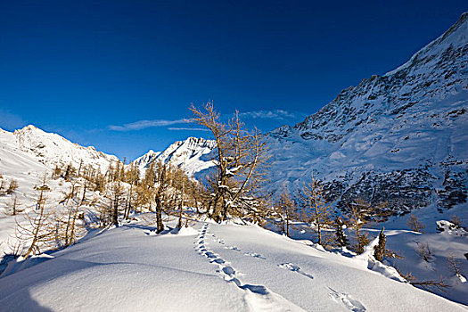 动物脚印,大雪,冬天,风景,落叶松,树林,瓦莱,局部,世界遗产,瑞士