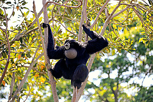 合趾猿,成年,坐,树上,叫,俘获,东南亚,亚洲