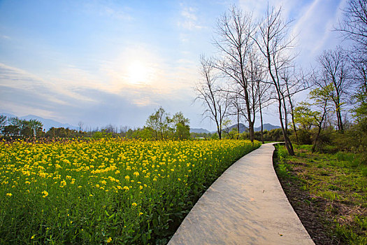 道路,小路,树林,草