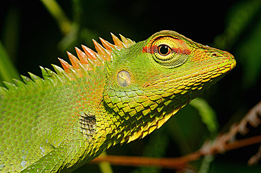 普通,绿色,树林,蜥蜴,头像,自然保护区,斯里兰卡,亚洲