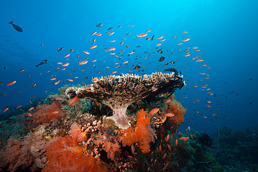 彩色,珊瑚礁,科莫多国家公园,印度尼西亚