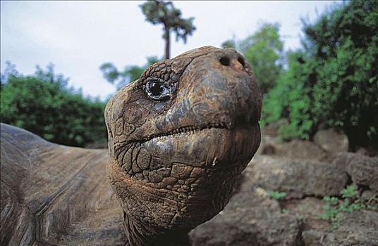 头部,加拉帕戈斯,龟,加拉帕戈斯陆龟,爬行动物,加拉帕戈斯群岛,厄瓜多尔,南美,动物