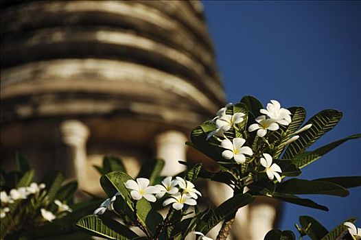 鸡蛋花,花,大城府,泰国