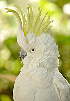 美冠鹦鹉,位置,昆士兰,澳大利亚