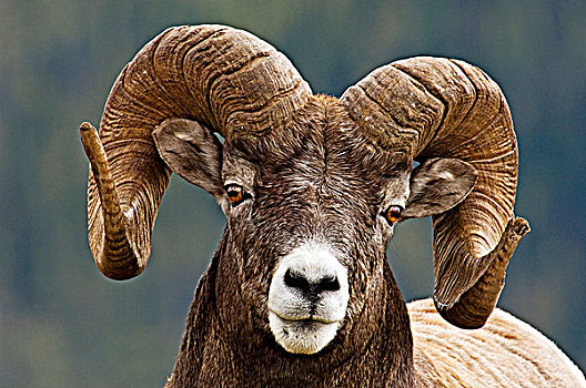 大角羊,公羊,班芙国家公园,艾伯塔省,加拿大