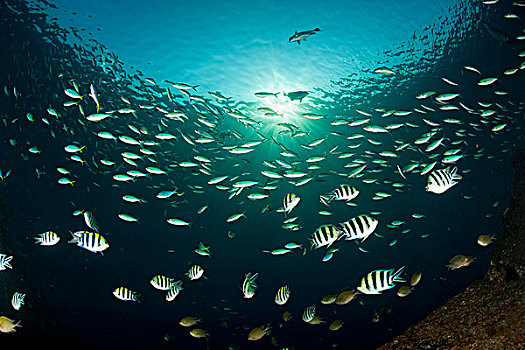 鱼群,印度洋,鱼,物种,背景,巴厘岛