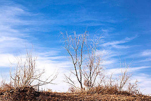内蒙古阿拉善沙漠国家地质公园的枯树