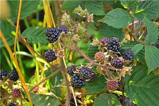 黑莓,枝条,叶子