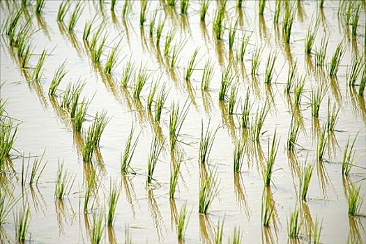 稻米,农作物,地点
