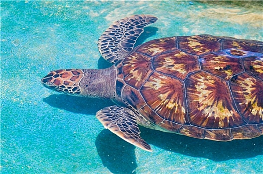 游泳,海龟