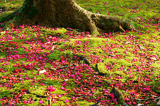 落下,山茶