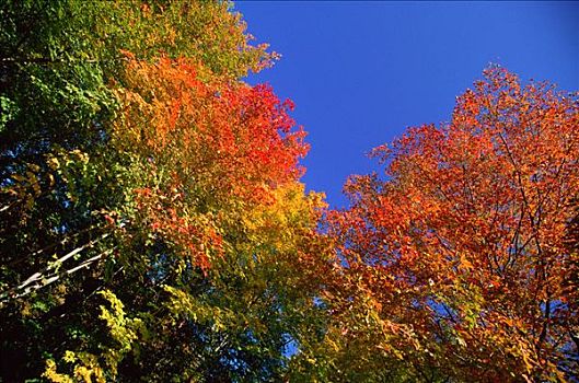 秋色,加蒂诺地区,魁北克,加拿大