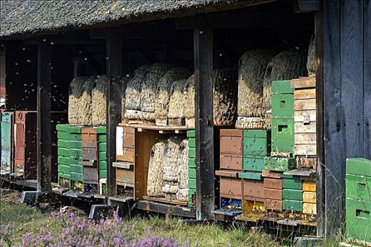 养蜂,蜂巢,自然保护区,下萨克森,德国,欧洲