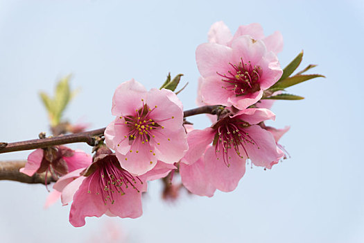 蓝色天空背景下的春天里枝头的一簇桃花