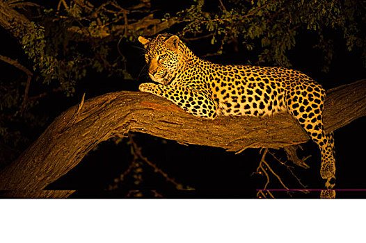 豹,女性,树上,夜晚,莫雷米禁猎区,奥卡万戈三角洲,博茨瓦纳