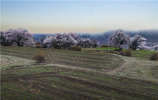 野桃花观赏圣地索松村