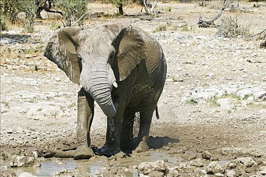 大象,非洲象,水坑,埃托沙国家公园,纳米比亚,非洲