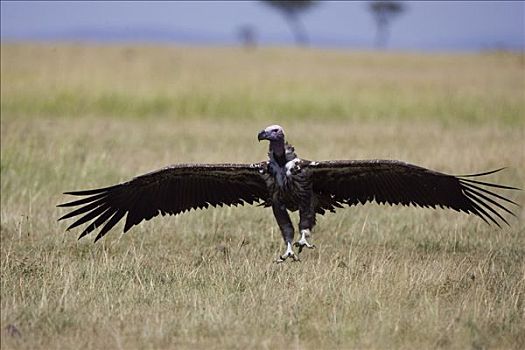 肉垂秃鹫,降落,马赛马拉,肯尼亚