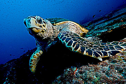 大,海龟,休息,上面,残骸,忘却,潜水,女人岛,墨西哥