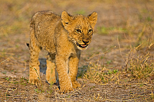 幼狮,狮子,莫瑞米,国家公园,野生动植物保护区,奥卡万戈三角洲,博茨瓦纳,非洲