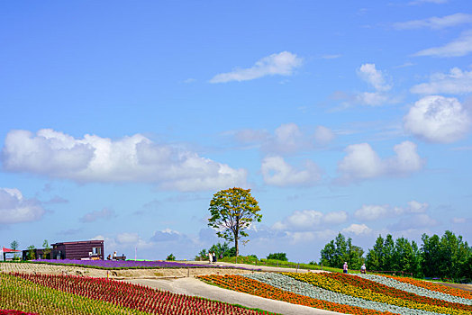 花圃,北海道,日本