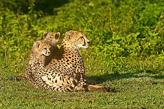 非洲,坦桑尼亚,印度豹,恩戈罗恩戈罗,保护区