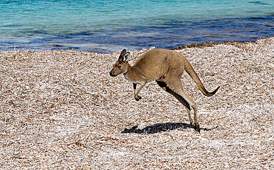 袋鼠,海滩,幸运,湾,澳大利亚