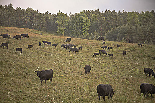 牛,地点,安大略省,加拿大