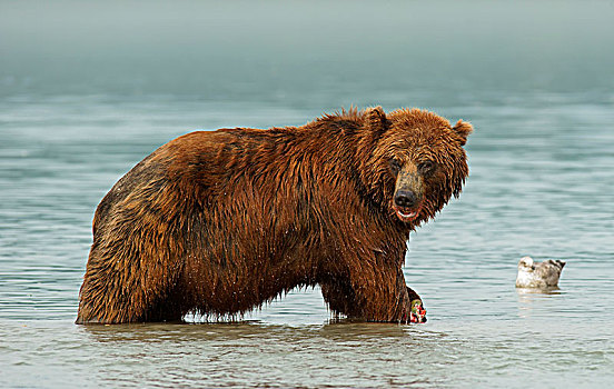 棕熊,捕鱼,三文鱼,湖,堪察加半岛,俄罗斯,欧洲
