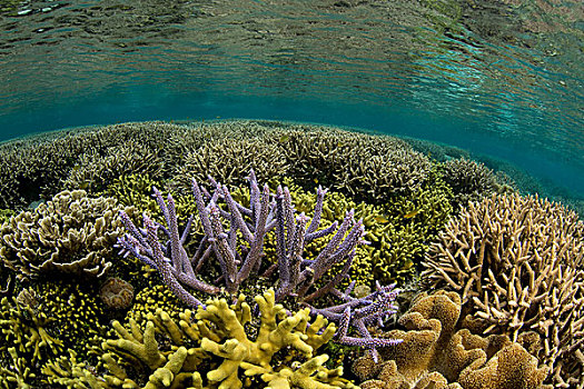 珊瑚礁,场景,珊瑚