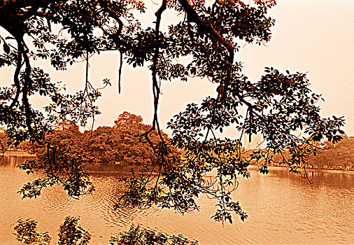 河,风景,树枝,越南