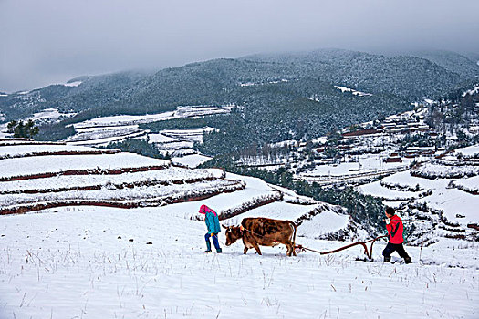 云南东川红土地雪原中的农民在耕地