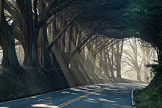 道路,阳光,过滤,树,门多西诺角,加利福尼亚,美国
