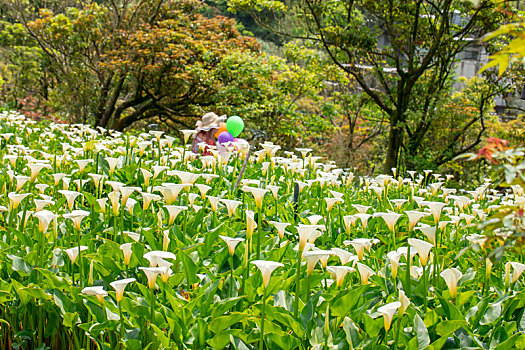 春天海芋公园里观赏白色海芋游客