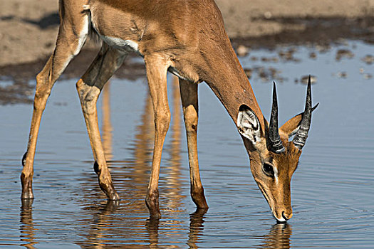 黑斑羚,水潭,卡拉哈里沙漠,博茨瓦纳,非洲
