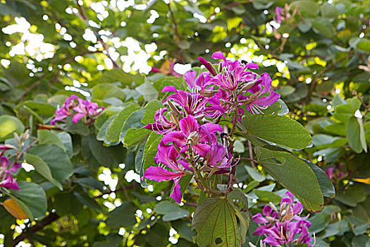 花,蒙河,泰国,新界,香港