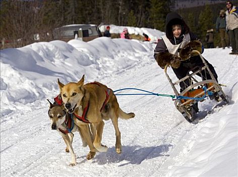 孩子,雪橇狗,团队,阿拉斯加,爱斯基摩犬,铜,拖拽,旋扭,狗拉雪橇,比赛,育空地区,加拿大