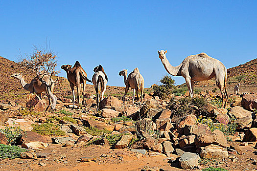 单峰骆驼,山,阿德拉尔,区域,毛里塔尼亚,非洲